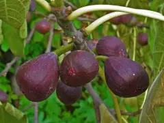 Fichi viola maturi pendono da una pianta di fico in vaso, pronti per essere raccolti.