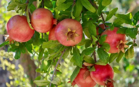 Melograni maturi pendono dai rami verdi, pronti per la raccolta dopo la potatura.