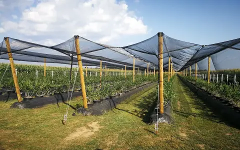 Filari di giovani piante di mirtillo sotto reti protettive, in un campo dedicato alla mirtillo coltivazione.