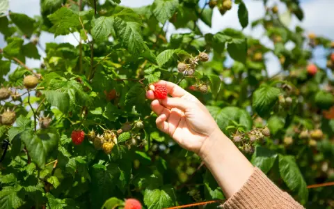 Mano raccoglie un lampone rosso maturo da una pianta in terra. La coltivazione di lamponi è rigogliosa.