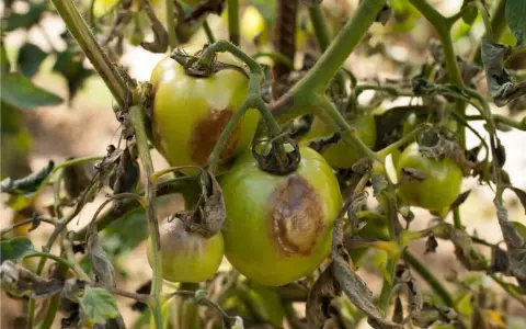 Pomodori verdi con macchie marroni e foglie secche, indicative di malattie del pomodoro.