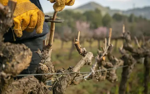 Mani guantate potano una vite a pergola, un gesto essenziale per la sua crescita.