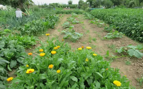 Fioritura di calendula in un orto. I semi di calendula si piantano in primavera, quando il terreno è caldo.