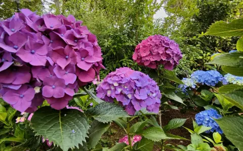 Ortensie viola e blu in fiore. Per una fioritura rigogliosa, scopri come potare le ortensie.