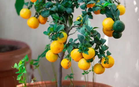 Un nespolo in vaso carico di frutti gialli e verdi, con foglie lucide. Un piccolo albero da frutto che porta allegria.