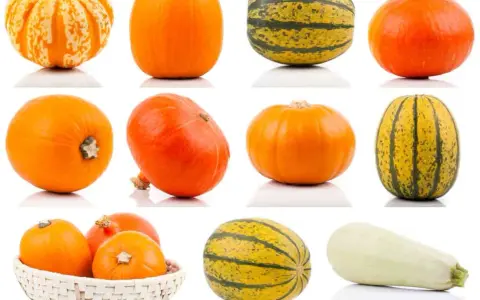 Una collezione di zucche di varie forme e colori, tra cui una zucca lunga arancione.