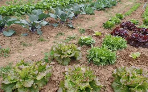 Un orto rigoglioso con diverse varietà di lattuga pronte per essere raccolte. Impara come raccogliere l'insalata per un pasto fresco.