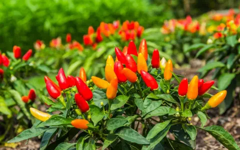 Piante di peperoncino in vaso, cariche di frutti rossi e arancioni, pronte per la raccolta.