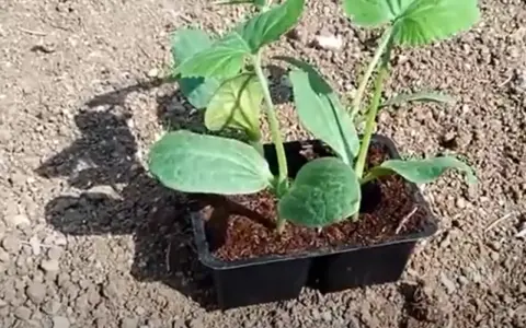 Piantine di melanzane in vasetto, pronte per il trapianto. Il periodo melanzane è iniziato, con queste giovani piantine che promettono un raccolto abbondante.