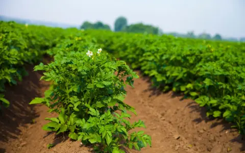 Un campo di patate in crescita, con file ordinate di piante verdi e qualche fiore bianco. È il momento ideale per la semina delle patate, promettendo un raccolto abbondante.