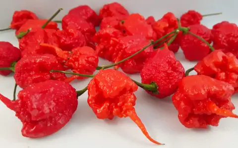 Un gruppo di peperoncini rossi, rugosi e appuntiti, tra cui spicca il peperoncino più piccante al mondo.