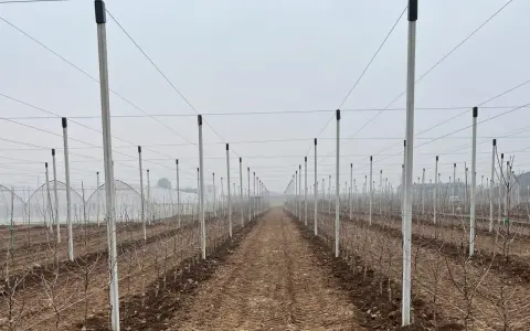 Filare di giovani alberi di mele in un frutteto con pali e fili per il supporto.