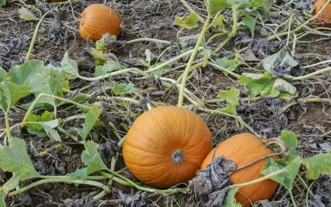 Zucca coltivazione: arance zucche mature giacciono sul terreno tra le foglie verdi e secche, pronte per il raccolto.