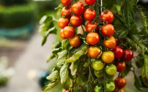 Grappoli di pomodorini ciliegino maturi e verdi pendono da un ramo, un vero spettacolo della stagione pomodori.