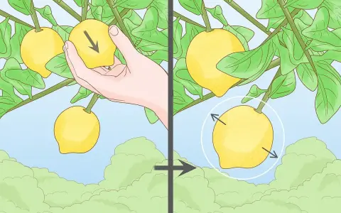 Immagine mostra come potare il limone: una mano indica la direzione di taglio su un frutto, poi un cerchio evidenzia il punto dove tagliare.