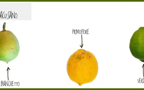 Tre limoni: Bianchetto, Primofiore e Verdello, che rappresentano le fioriture del limone maschio e femmina.