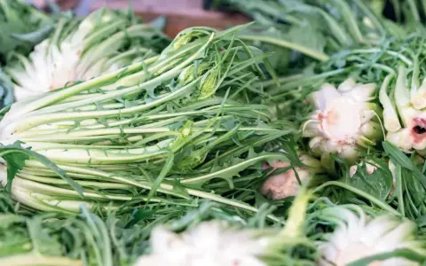 Un mucchio di puntarelle fresche, pronte per essere gustate. La puntarelle stagione è un'esplosione di sapore e croccantezza.