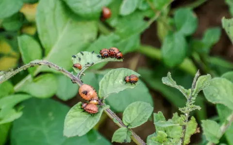 Larve e adulti di dorifora su foglie di patata, segnale di possibili malattie patate.