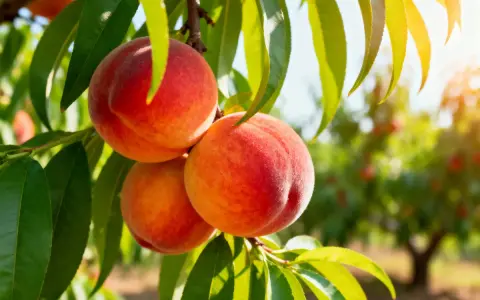 Tre pesche mature e succose pendono da un ramo, pronte per essere raccolte. Il sole illumina le foglie verdi e i frutti, creando un'atmosfera calda e invitante. Questo **pesco in vaso** promette un raccolto delizioso.