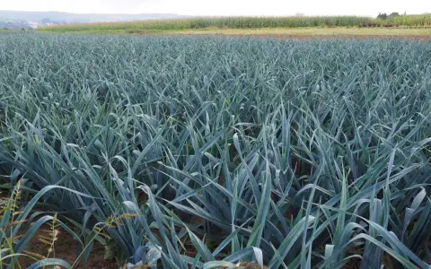 Campo rigoglioso di porri, pronti per la raccolta. La stagione dei porri è un momento di abbondanza per questo ortaggio versatile.