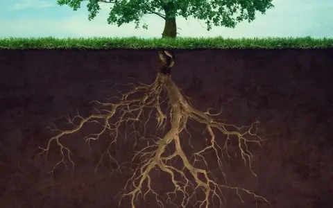 Radici di alberi che si estendono in profondità nel terreno, mostrando la forza nascosta della natura.