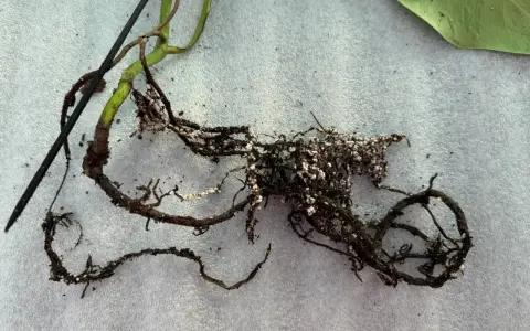 Radici di una pianta con residui di terra e piccole sfere bianche, forse indicative di armillaria mellea.