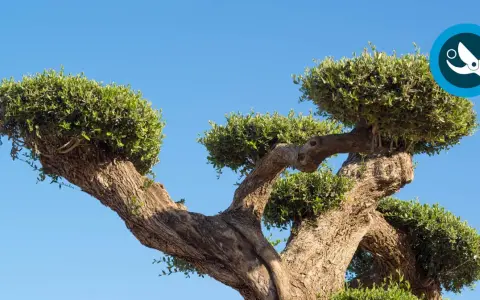 Potatura olivo ornamentale: tronco contorto e chioma verde brillante contro il cielo azzurro.