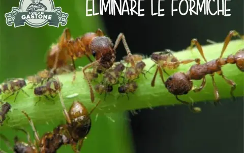 Formiche che si prendono cura degli afidi su uno stelo verde. Immagine con testo "ELIMINARE LE FORMICHE".
