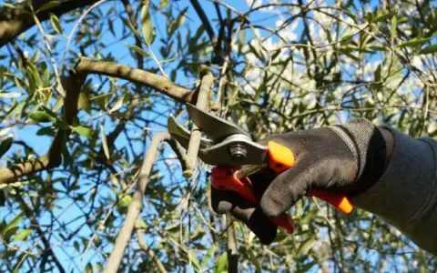Mano guantata pota un ramo d'ulivo, un gesto essenziale per capire come riconoscere i rami fruttiferi e favorire la raccolta.