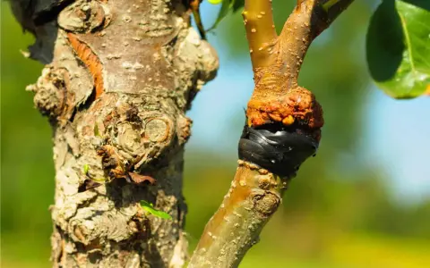 Un innesto su un ramo di albero, con la corteccia arancione e il nastro nero che unisce i due pezzi. Diversi tipi di innesto sono visibili.
