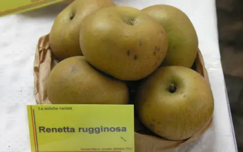 Mele Renetta rugginosa, un esempio di dove crescono le mele antiche, con la loro buccia ruvida e colore dorato.