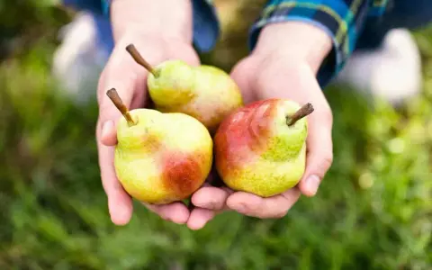 Mani che sorreggono tre pere coscia, pronte per essere gustate nel loro periodo di maturazione.