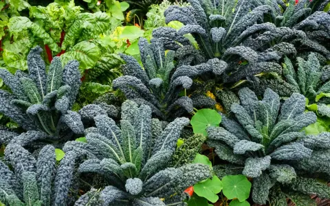 Cavolo nero rigoglioso in un orto, ideale per capire quando piantare il cavolo nero per un raccolto abbondante.