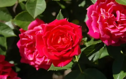 Un primo piano di una talea di rosa in acqua, con petali rossi vibranti e foglie verdi lussureggianti.