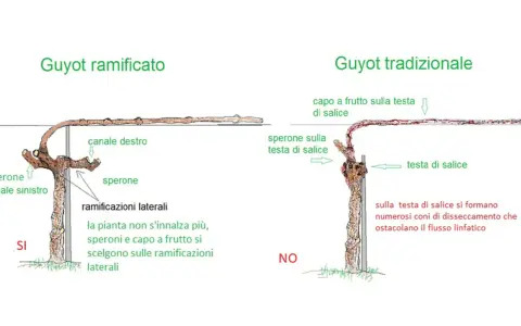 Confronto tra Guyot ramificato e tradizionale. Il ramo di vite nel Guyot ramificato è più produttivo.