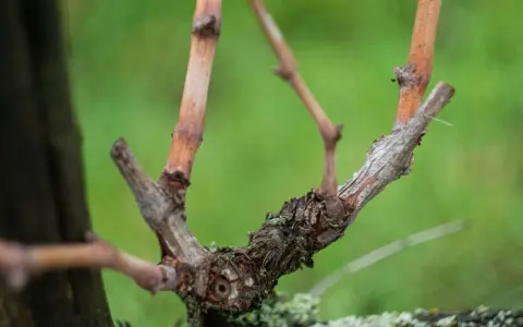 Parti della vite, con tralci secchi e nodi nodosi, pronti per la potatura invernale.