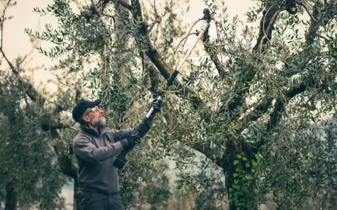 Un uomo pota un ulivo con un attrezzo elettrico. È il momento giusto quando si potano gli ulivi per favorire la crescita e la produzione.