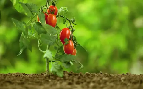 Un ramo di pomodori ciliegino maturi, rossi e succosi, spuntano dalla terra fertile. È il momento perfetto quando maturano i pomodori.