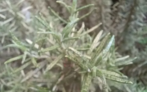 Rami di rosmarino con foglie macchiate, possibili segni di malattie.