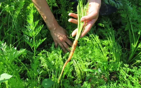 Mani che raccolgono una carota fresca dal campo verde. Momento perfetto quando si raccolgono le carote.