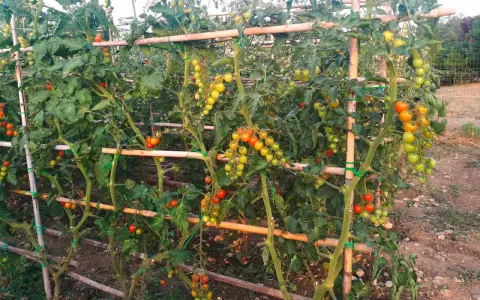 Pomodori maturi e acerbi pendono da piante rigogliose, sostenute da tutori di bambù. Un vero e proprio macerato di pomodoro in crescita.
