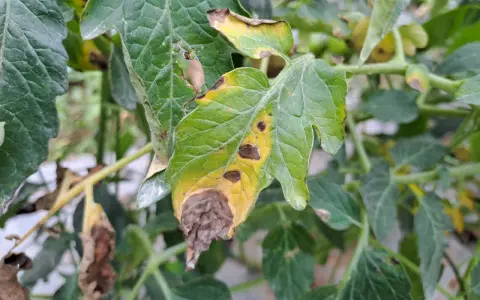 Foglie di pomodoro colpite da peronospora, con macchie gialle e marroni, e aree secche e necrotiche.