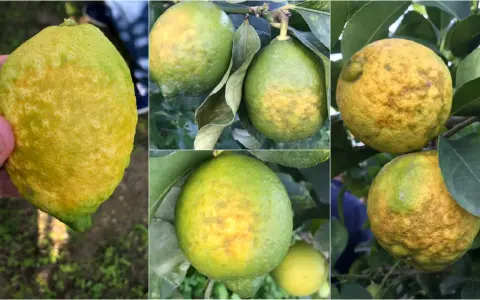 Immagini di limoni con macchie gialle e irregolari sulla buccia, indicative di malattie del limone.