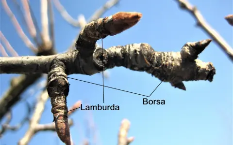 Rami di pero con gemme, una "borsa" e una "lamburda" visibili, pronti per la potatura.