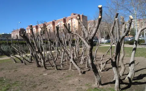 Filari di alberi appena sottoposti a potatura mandorlo, con i loro rami spogli e tagli netti, si stagliano contro un cielo azzurro.