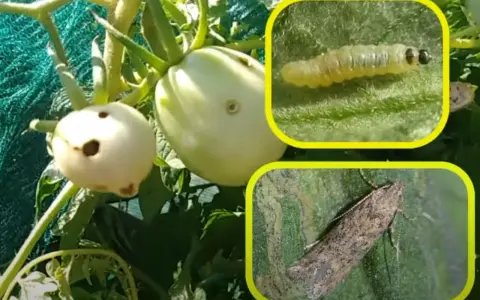 Pomodori danneggiati dalla tuta absoluta. Inseriti insetti: larva e adulto.