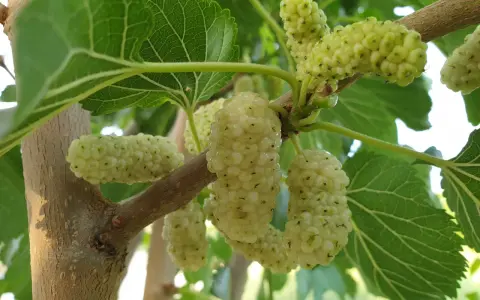 Grappoli di frutto del gelso bianco, ancora acerbi, pendono da un ramo tra foglie verdi.