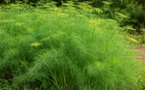 Un campo rigoglioso di finocchietto selvatico con ombrellini gialli. È il momento ideale per capire quando raccogliere semi di finocchietto selvatico per il tuo raccolto.