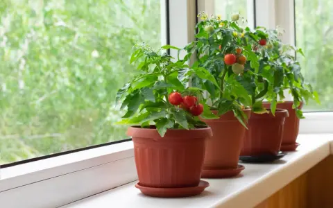 Pomodori in vaso sul davanzale, con frutti rossi e verdi che promettono un raccolto gustoso.
