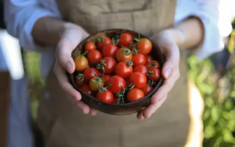 Mani che tengono una ciotola di pomodorini freschi, un invito a scoprire i trucchi per coltivare pomodori succosi e saporiti.